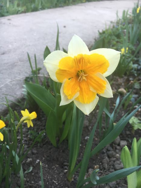 1 - Narcise 2019 2022 25