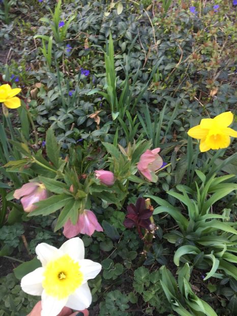 D495FB04-E9C4-4B2F-B217-D161E7077B84 - Narcise 2019 2022 25