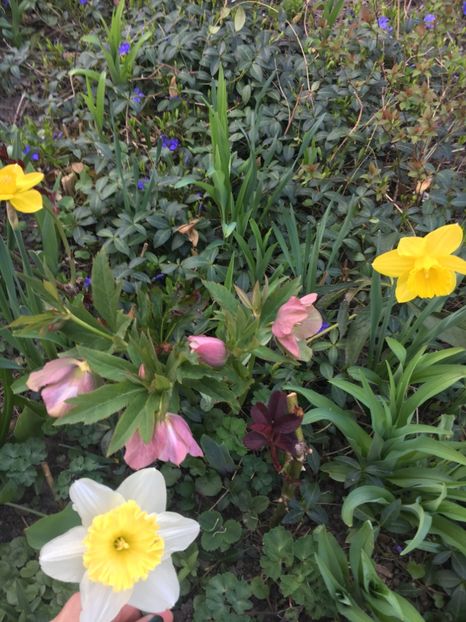 1B3CD6EE-F5E0-43B9-BF8E-FD6DF9701C6A - Narcise 2019 2022 25