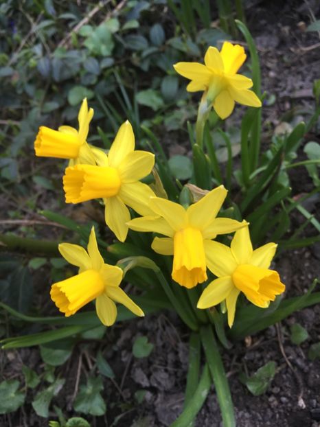 29226CD4-806A-4BEA-8AA0-B5342CBE29F3 - Narcise 2019 2022 25