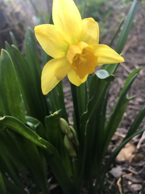 A604C248-6183-4930-9FFA-E2F9CF1C576A - Narcise 2019 2022 25