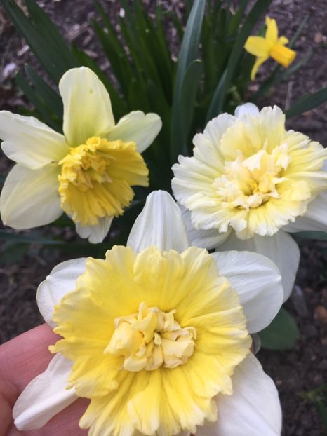 3 - Narcise 2019 2022 25