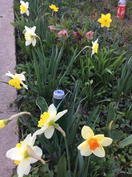 60E7D54B-4119-4DA7-9E43-934C5E7FC6D7 - Narcise 2019 2022 25