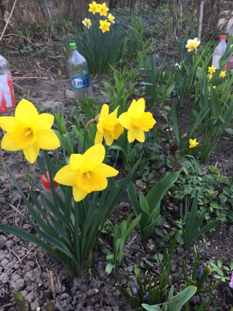 C33FFF18-EDE9-4382-9E3A-2A1E4F3B5002 - Narcise 2019 2022 25