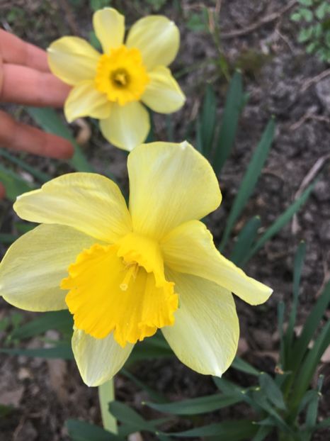 C165AD0D-F25F-4D4A-A926-A4222262045A - Narcise 2019 2022 25