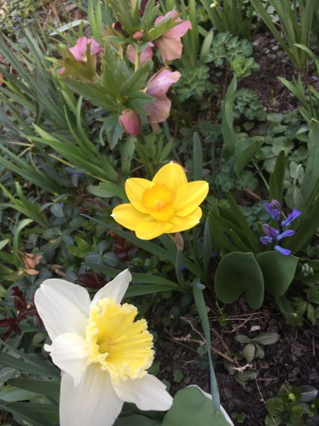 D56C5FB1-4715-4180-A01D-70BA89A71B59 - Narcise 2019 2022 25