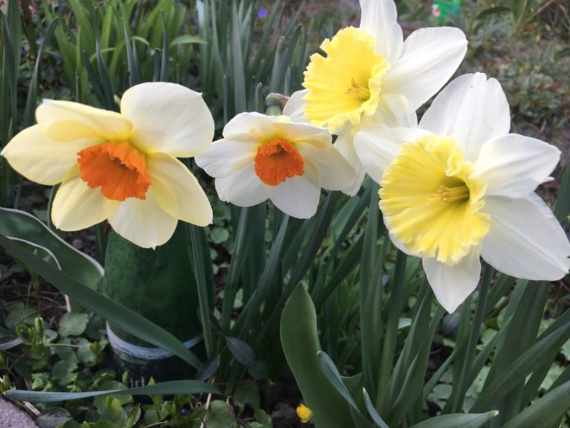 094151A7-CA6F-4A0B-AEC7-DDF8BF0541F0 - Narcise 2019 2022 25