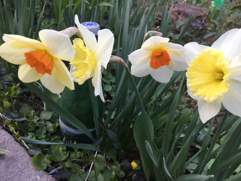 25C76638-C471-41BC-BF1E-2ABC3D554825 - Narcise 2019 2022 25