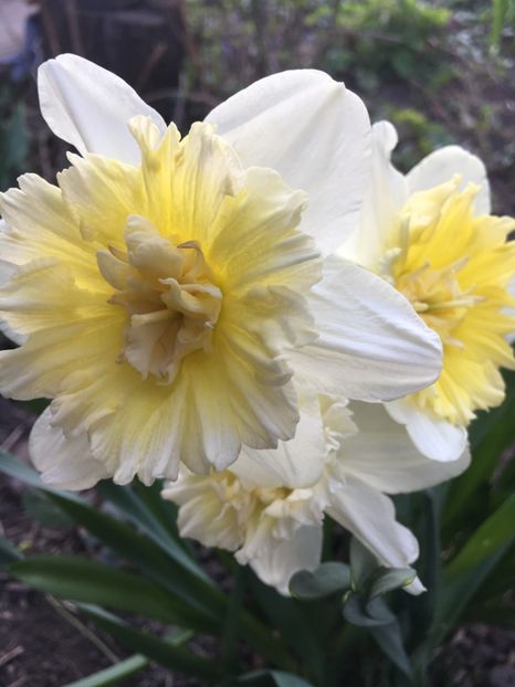 AD5EDB18-08D6-4344-BE9C-8926DF61D40D - Narcise 2019 2022 25