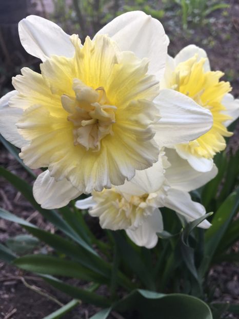 DF752BFF-696E-4BDA-8158-E582E0EA2C5D - Narcise 2019 2022 25