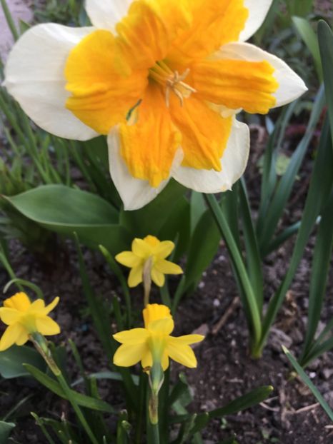 08064CC6-5D8D-47CF-9972-B6CA9B1F9807 - Narcise 2019 2022 25