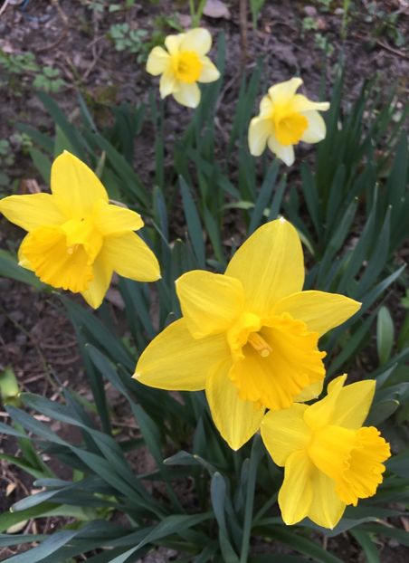 D3C05088-7461-4DF9-807C-CDBC8F9C16E0 - Narcise 2019 2022 25