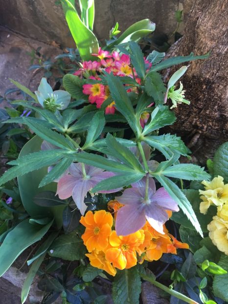 62EC61B1-6EC8-4E3A-AE2F-574BB56BA433 - Spanz 2019