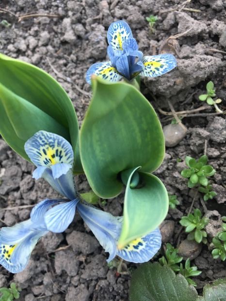 D8A447C2-2230-402B-962F-ACC75345BAF3 - Iriși 2019 2024