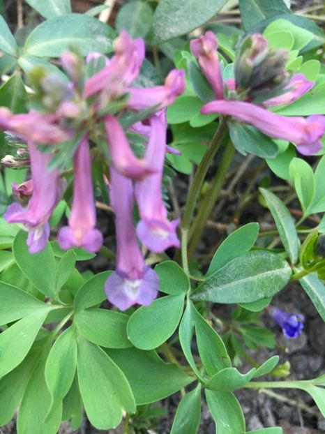 C44CB37D-AE2A-4753-B9C8-75F592D8673A - Martie