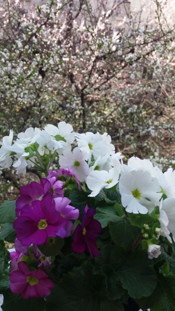 Primule - Gradina 2019