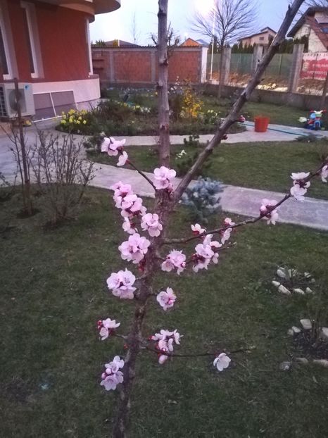  - Primavara 2019