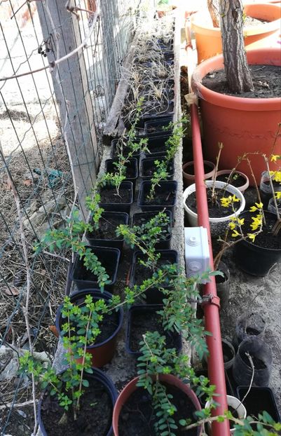 Lonicera pilleata, 6 ron, 5 ron - 0 Plante decorative