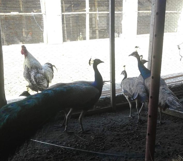 received_271955063744208 - P--Pauni Indian Blue