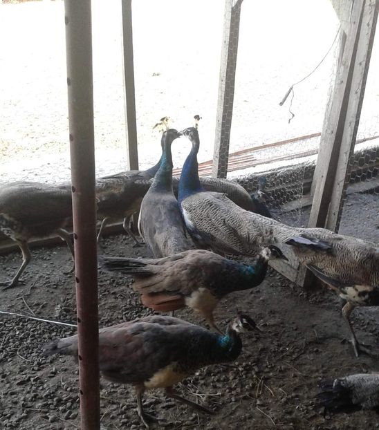 received_2034601663261806 - P--Pauni Indian Blue