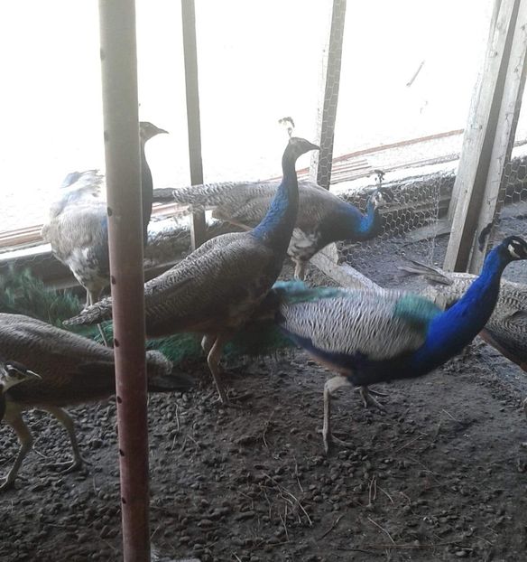 received_1244483905705149 - P--Pauni Indian Blue