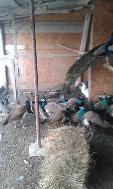 received_327524371223158 - P--Pauni Indian Blue