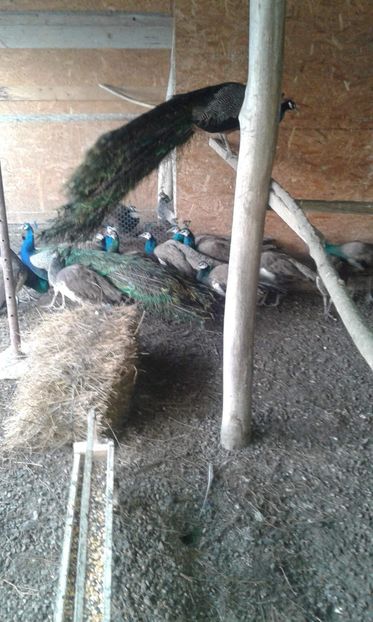 received_629710470803342 - P--Pauni Indian Blue