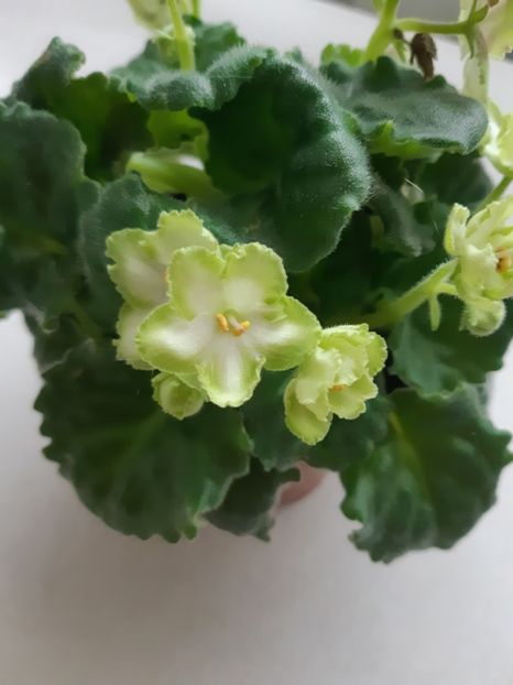 20.03.2019 - ZZZ mySensation out of collection