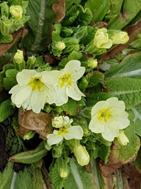 Primula de padure, primele floricele in gradina mea. - Martie 2019