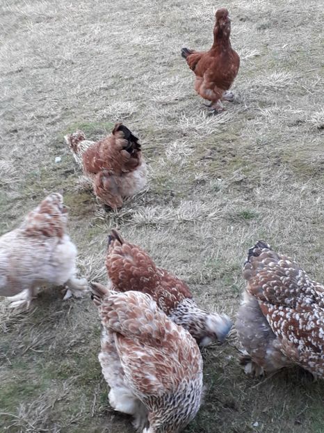 20190304_173216(0) - Gaini motate si barboase 2019