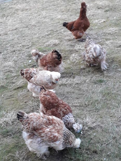  - Gaini motate si barboase 2019