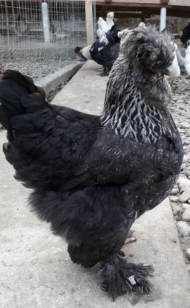 - Gaini motate si barboase 2019