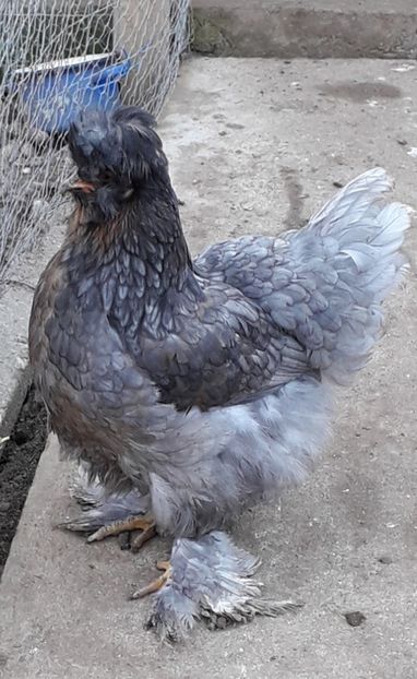  - Gaini motate si barboase 2019