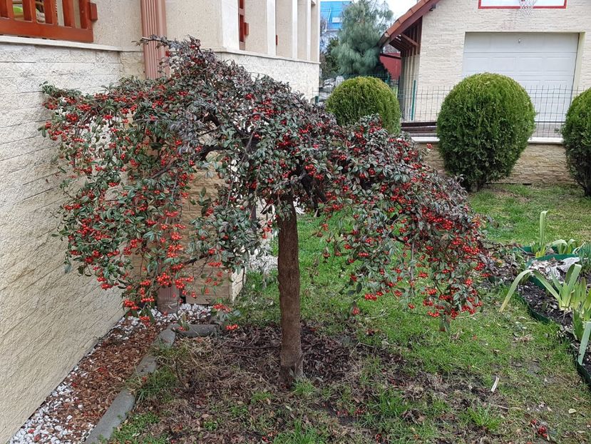 Cotoneaster  cu fructe rosii-tuns si frezat in 2019 - Conifere si arbusti