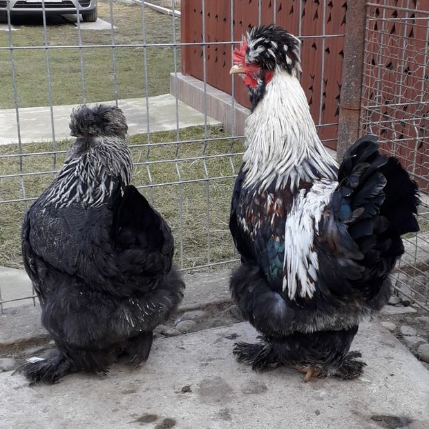  - Gaini motate si barboase 2019