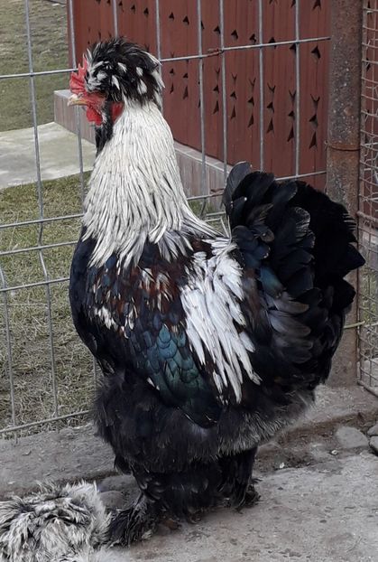  - Gaini motate si barboase 2019