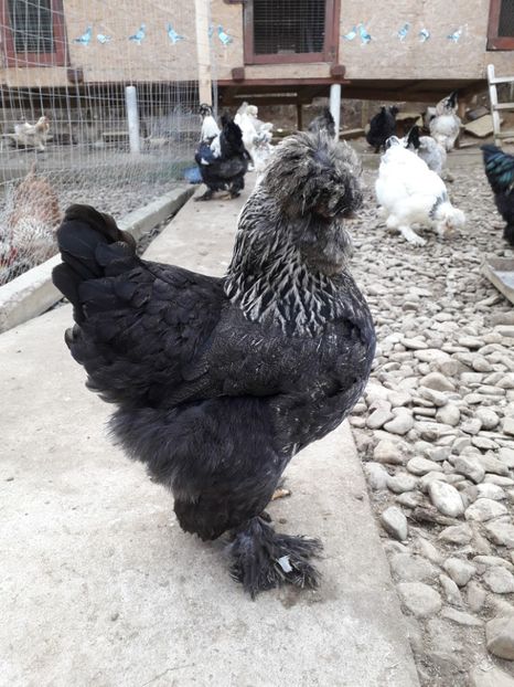  - Gaini motate si barboase 2019