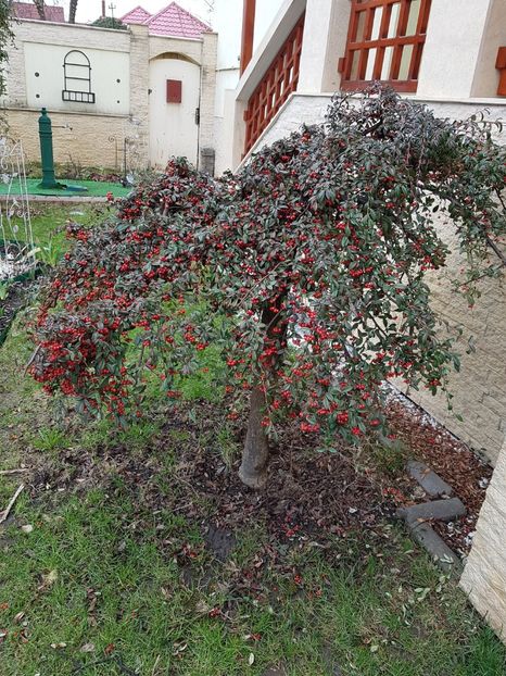 Cotoneaster 2019 - Conifere si arbusti