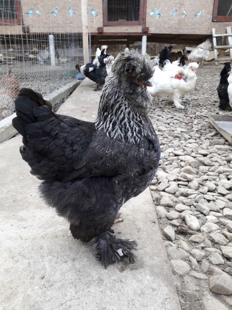 20190210_151735(0) - Gaini motate si barboase 2019