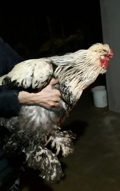  - Gaini motate si barboase 2019