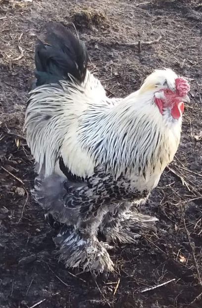  - Gaini motate si barboase 2019