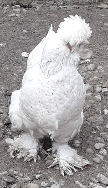  - Gaini motate si barboase 2019