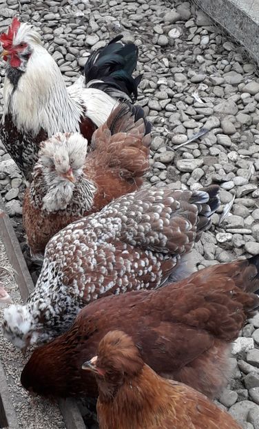  - Gaini motate si barboase 2019