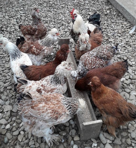  - Gaini motate si barboase 2019