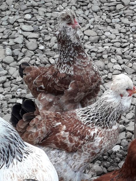  - Gaini motate si barboase 2019