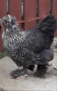  - Gaini motate si barboase 2019