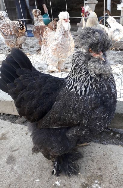  - Gaini motate si barboase 2019