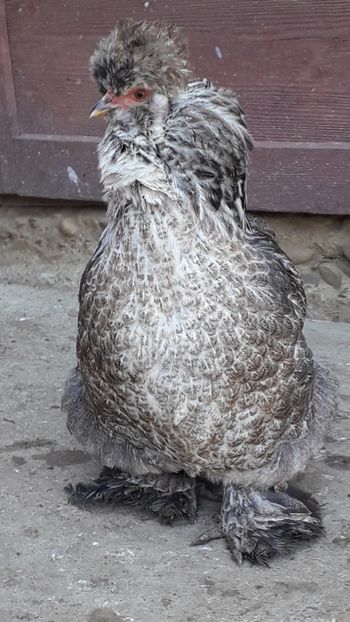  - Gaini motate si barboase 2019