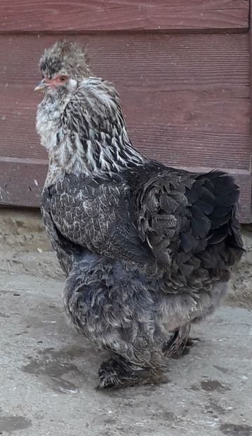  - Gaini motate si barboase 2019