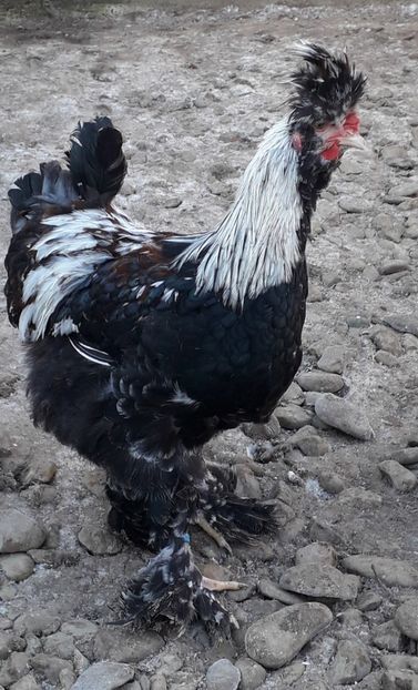  - Gaini motate si barboase 2019